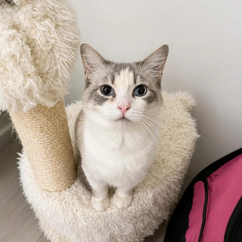 An adult small-sized female Gray / Blue / Silver Ragdoll cat named Sunshine for adoption in Silver Spring, MD