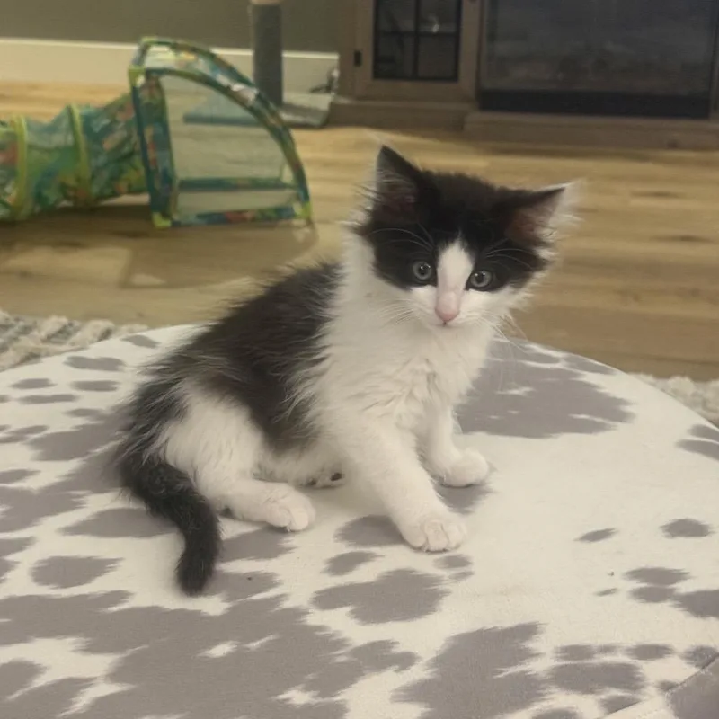 A baby small-sized male Black Domestic Long Hair cat named Oreo for adoption in Park City, UT