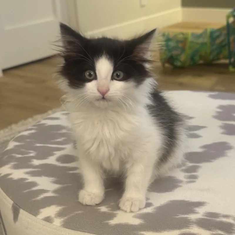 Oreo thumbnail 2