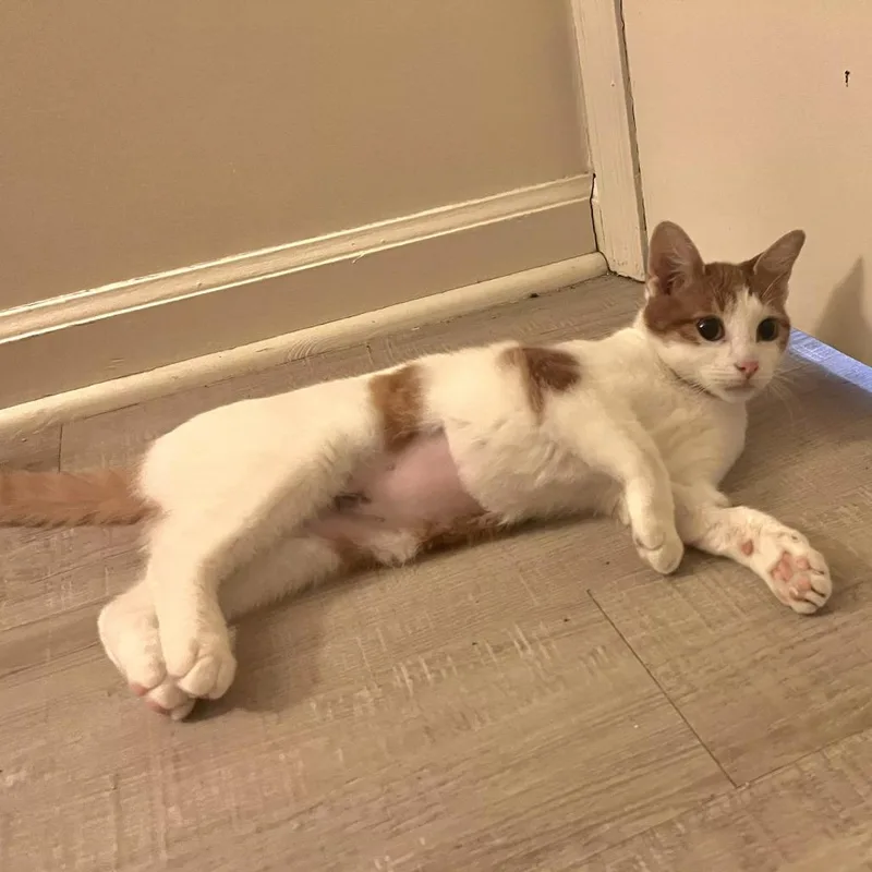 A baby small-sized female Orange / Red Domestic Short Hair cat named Strawberry Shortcake for adoption in Brownsboro, AL