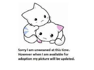 A baby small-sized female Domestic Short Hair cat named A for adoption in San Pedro, CA