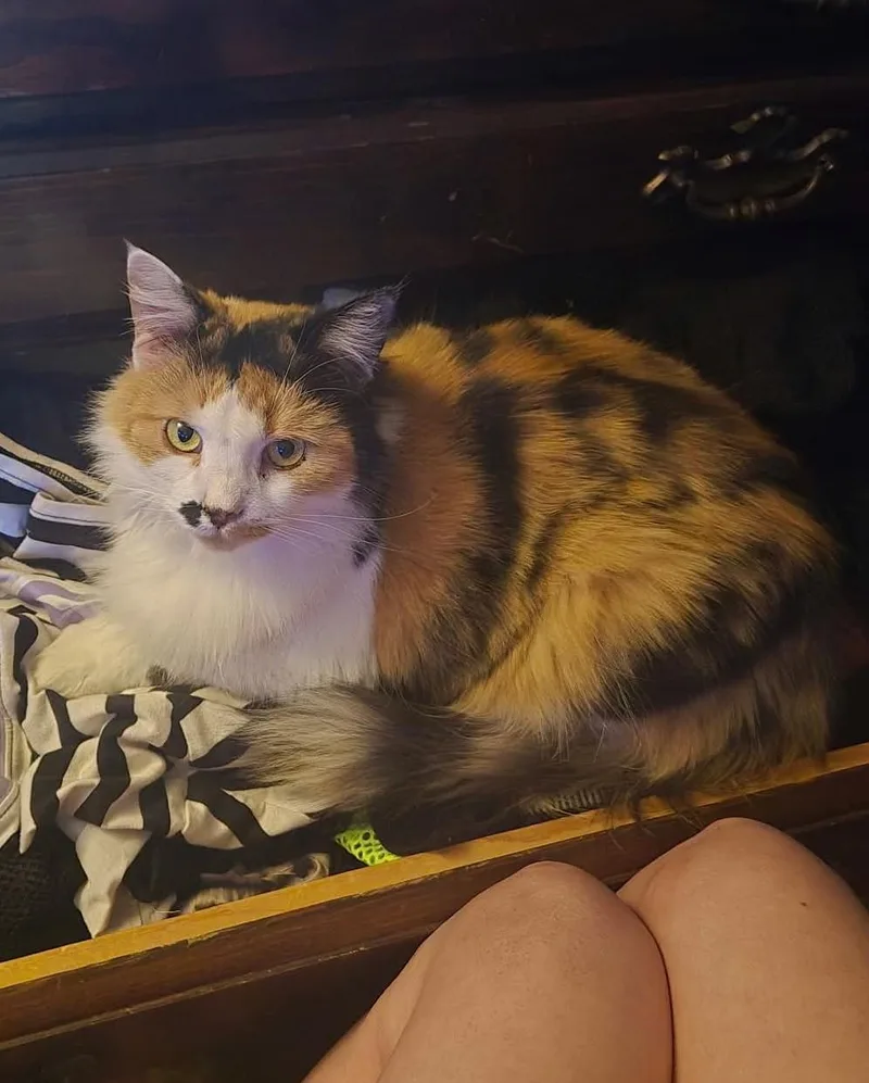 An adult medium-sized female Calico cat named Topaz for adoption in Rochester , NY