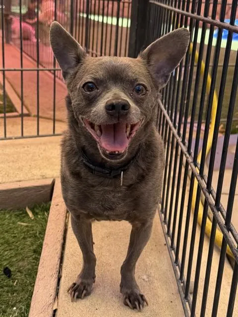 An adult medium-sized male Chihuahua dog named Coco for adoption in Sacramento, CA