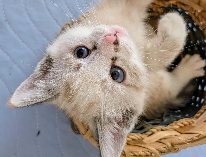A baby medium-sized female Domestic Short Hair cat named Amphibian for adoption in Fruit Heights, UT
