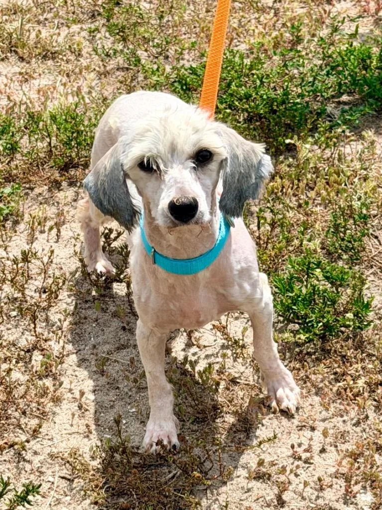 A young small-sized female Maltese dog named Kestrel for adoption in Cape Coral, FL
