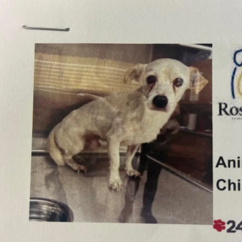 An adult small-sized male White / Cream Terrier dog named Herbert for adoption in Livingston, TX