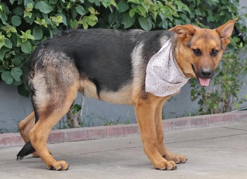 A baby large-sized male Black German Shepherd Dog dog named Cosmo von Nistertal for adoption in Los Angeles, CA