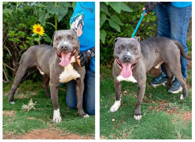 An adult large-sized male Gray / Blue / Silver Pit Bull Terrier dog named Peanut for adoption in Monroe, GA