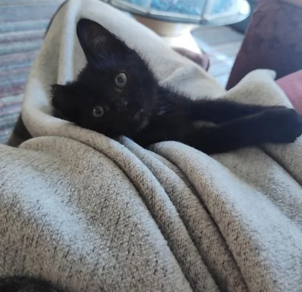A baby small-sized female Domestic Short Hair cat named Couscous for adoption in Sherwood, OR