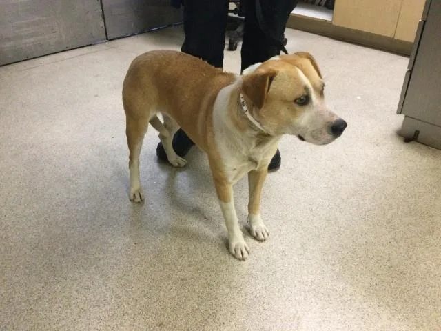 A young large-sized female Pit Bull Terrier dog named Fig for adoption in Riverside, CA