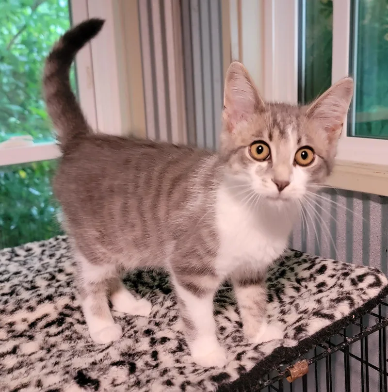 A baby medium-sized male Gray & White Domestic Short Hair cat named Clover for adoption in Mount Sterling, KY