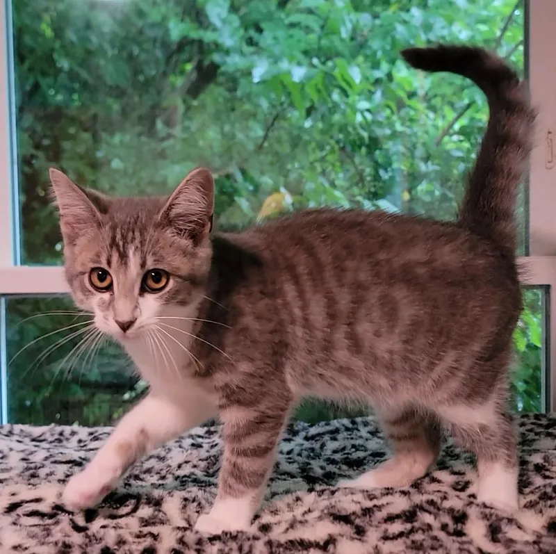 Clover thumbnail 4