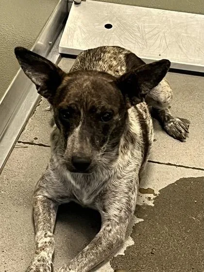 An adult medium-sized female Cattle Dog dog named Candy Apple for adoption in Fresno, CA