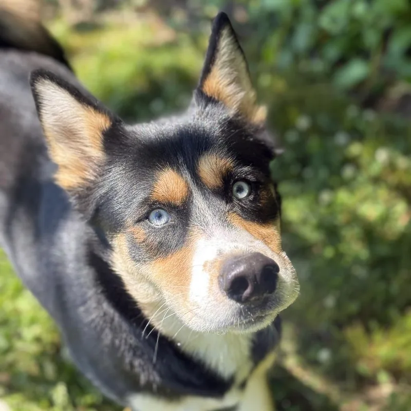 An adult medium-sized female Black Husky dog named Lakelyn for adoption in Ridgely, MD
