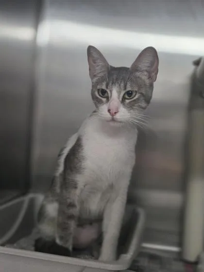 An adult medium-sized female Domestic Short Hair cat named Colorado for adoption in San Antonio, TX