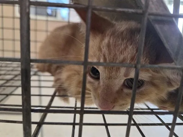 A baby small-sized female Domestic Short Hair cat named Starr for adoption in Louisville, KY