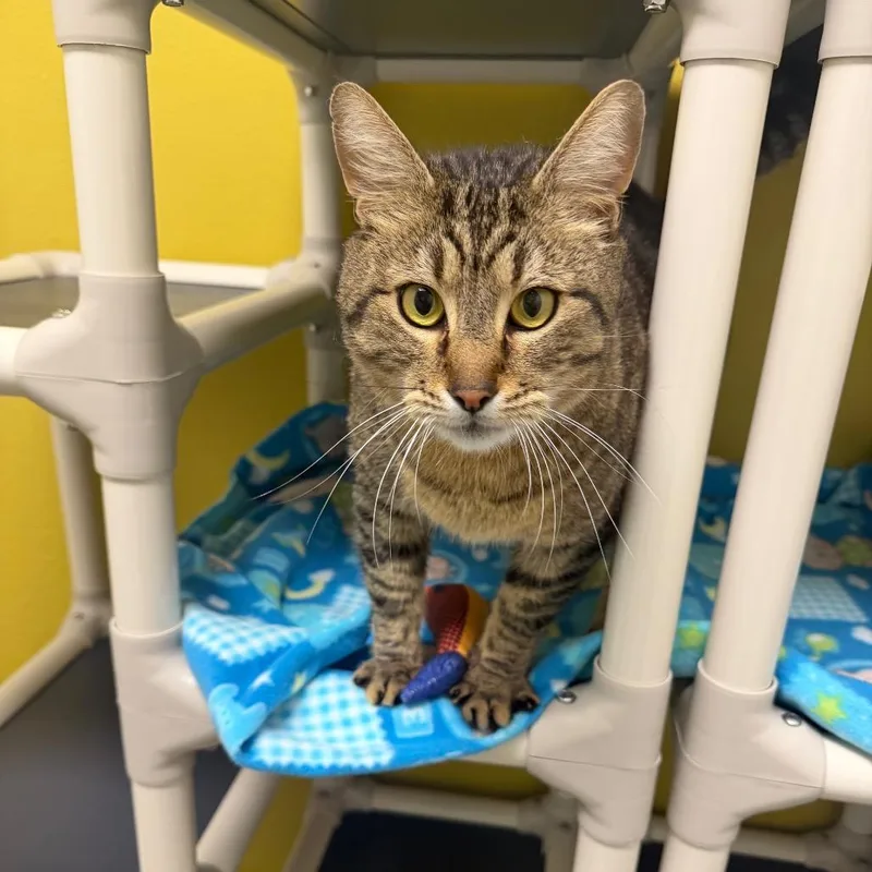 An adult extra large-sized male Black Domestic Short Hair cat named Quentin for adoption in Keizer, OR