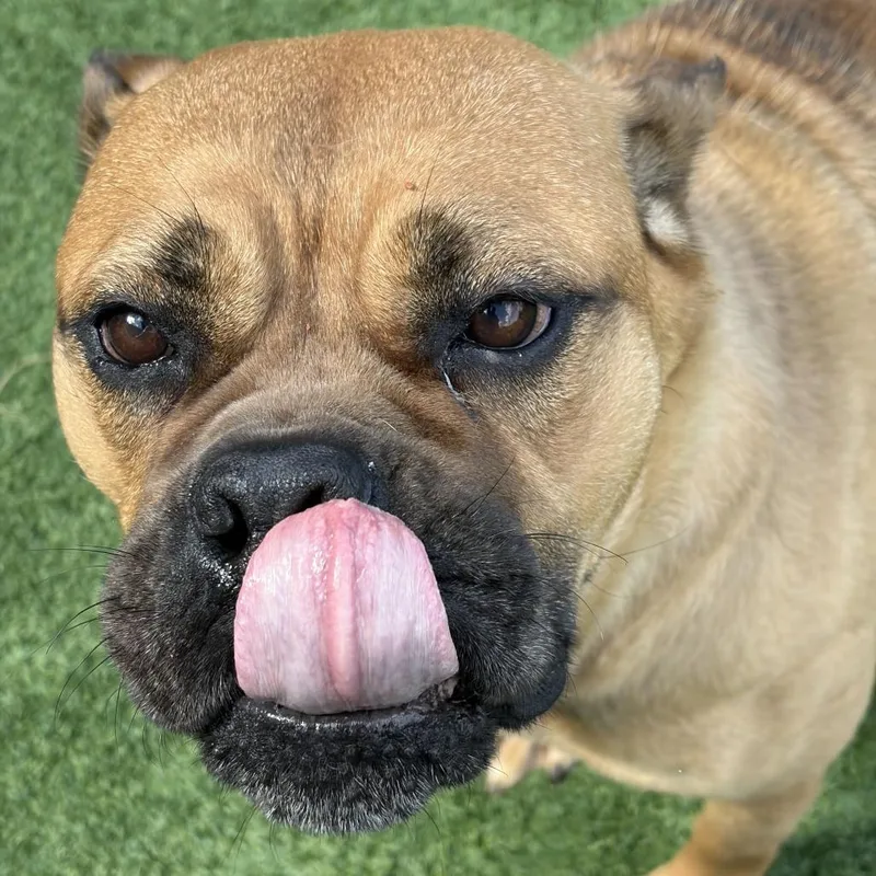 An adult large-sized female Sable Pit Bull Terrier dog named Rosabelle for adoption in Matteson, IL