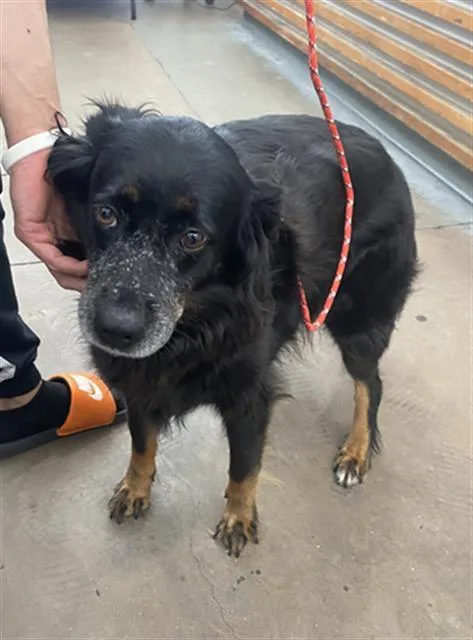 An adult large-sized female Mixed Breed dog named Honey for adoption in Dallas, TX