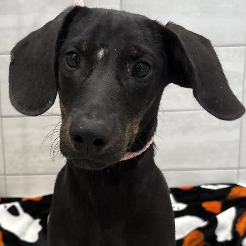 A baby medium-sized male Black Dachshund dog named Paddy for adoption in Calverton, NY