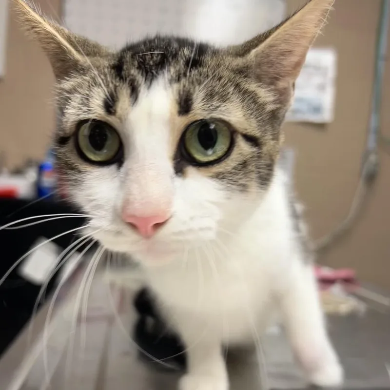 An adult medium-sized female Brown / Chocolate Domestic Short Hair cat named Dutchess for adoption in Newport, NC