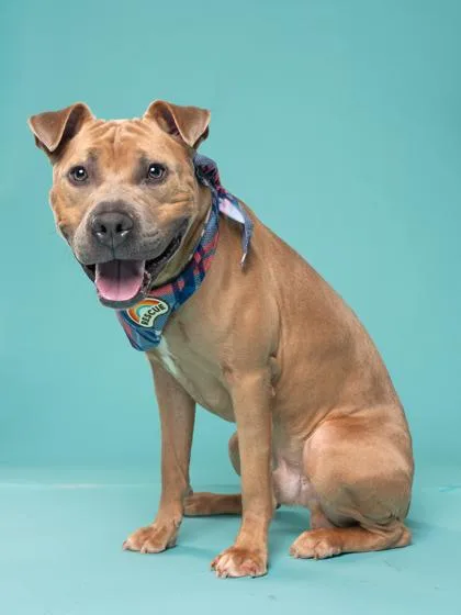 An adult large-sized male Pit Bull Terrier dog named Butter for adoption in Atlanta, GA