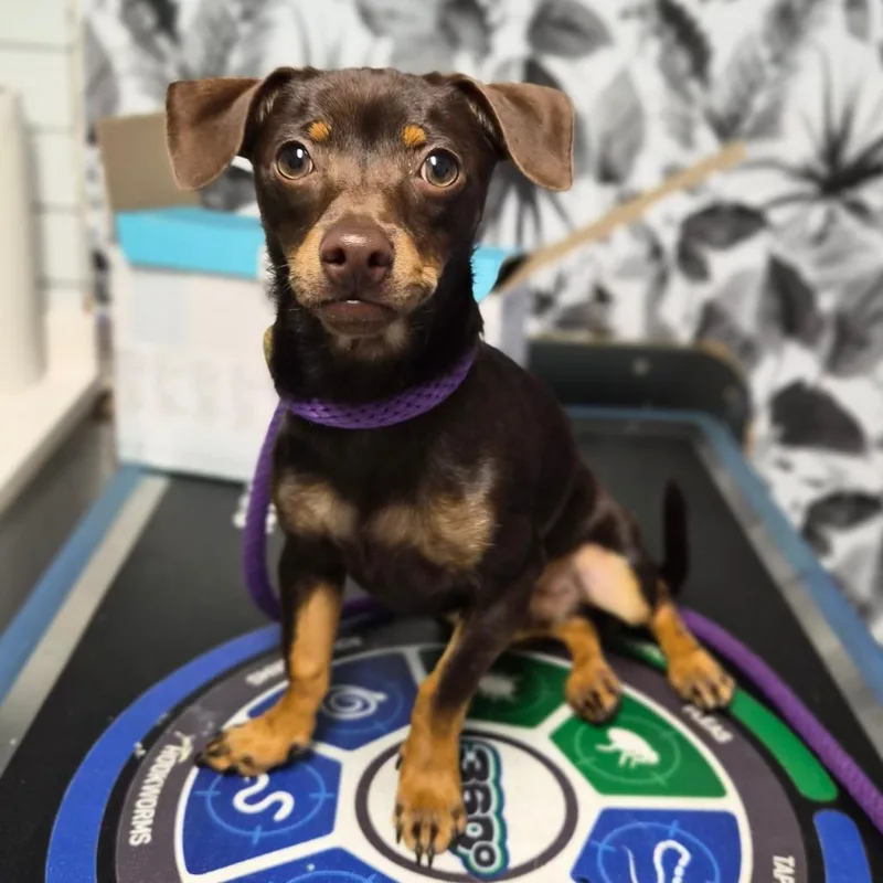 A baby small-sized male Brown / Chocolate Miniature Pinscher dog named Primo for adoption in Wahiawa, HI