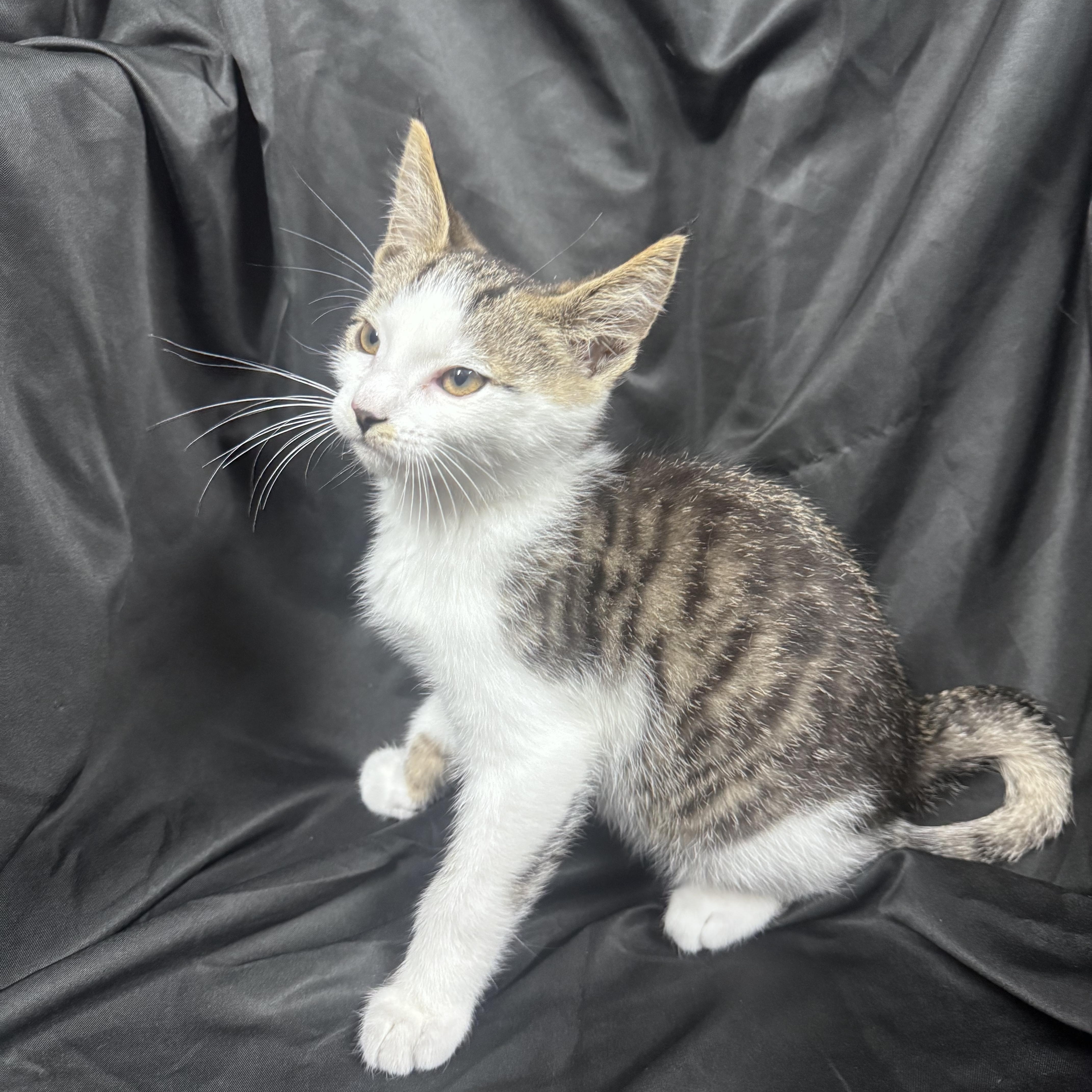 A baby medium-sized male Tabby (Brown / Chocolate) Domestic Short Hair cat named Bruno for adoption in Pottsville, PA
