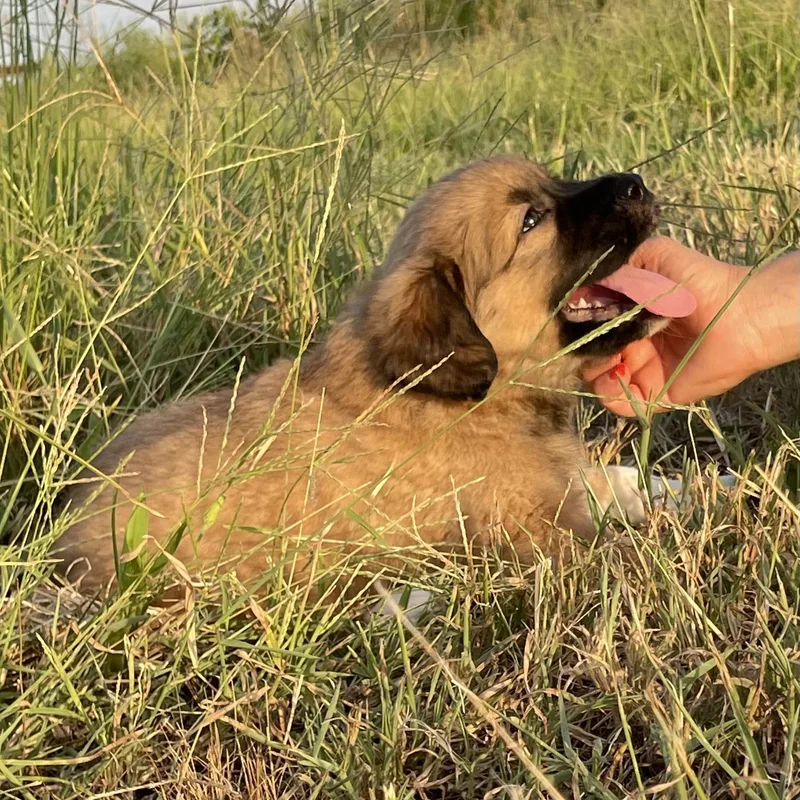 A baby large-sized female Great Pyrenees dog named Brownie for adoption in Sadler, TX