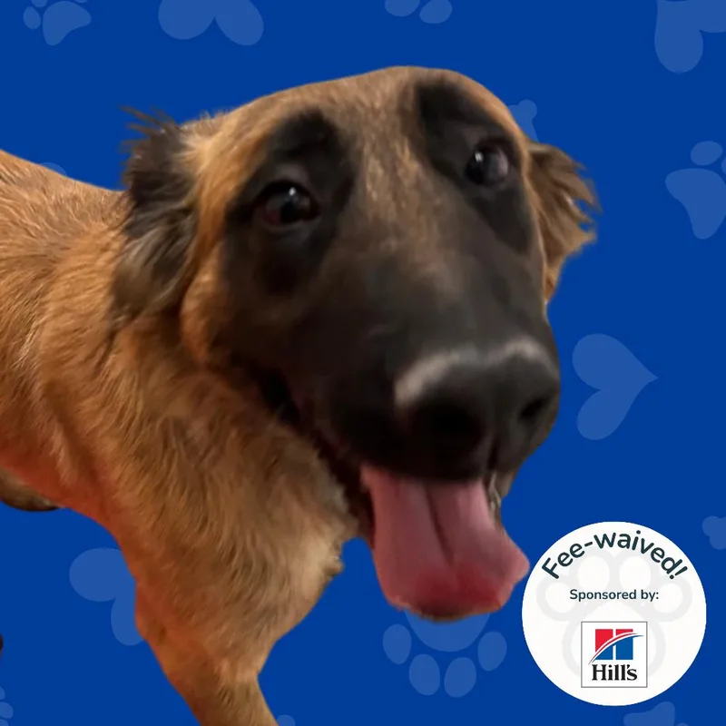 An adult medium-sized female Brown / Chocolate German Shepherd Dog dog named Cookie for adoption in Reno, NV
