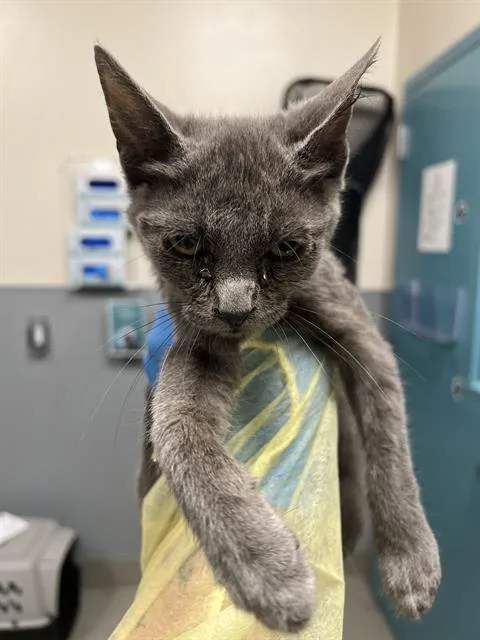 A baby small-sized female Domestic Short Hair cat named Steel for adoption in Las Vegas, NV
