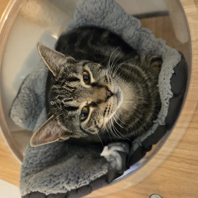 A young medium-sized female Domestic Short Hair cat named Smiley for adoption in Manistique, MI