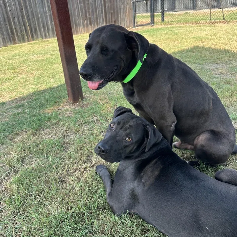 An adult large-sized male Black Labrador Retriever dog named Nico for adoption in Wimberley, TX
