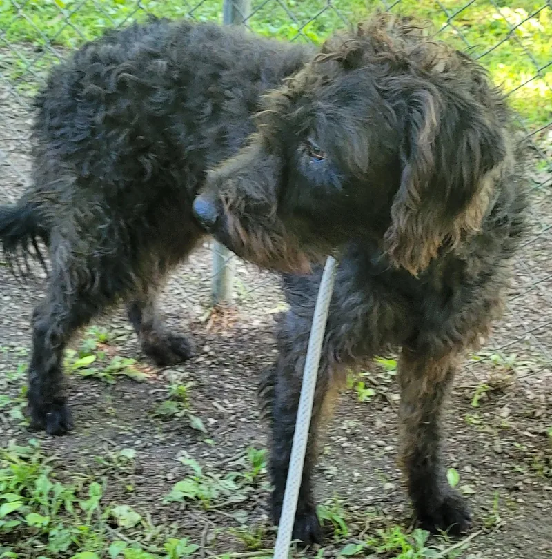 A young large-sized male Labradoodle dog named Patrick for adoption in Killingworth, CT