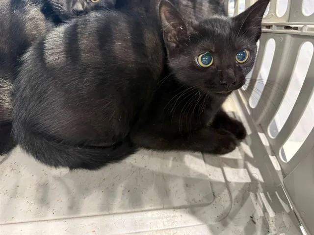 A baby small-sized female Domestic Short Hair cat named Boston for adoption in Garland, TX