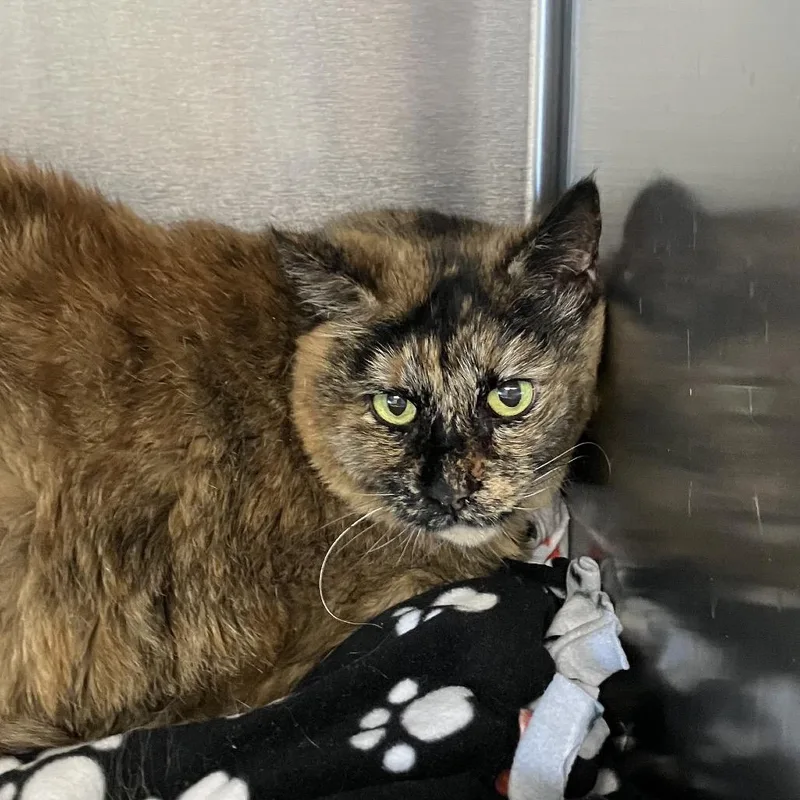 A senior large-sized female Orange / Red Domestic Short Hair cat named Dutch for adoption in DeKalb, IL