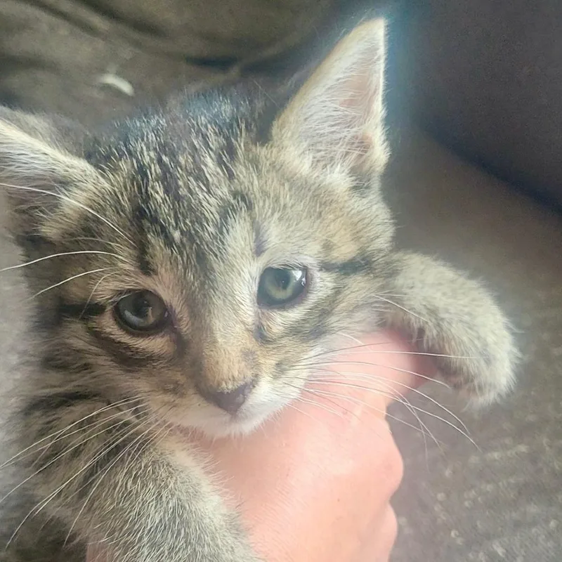 A young medium-sized female Tabby (Brown / Chocolate) Domestic Short Hair cat named Clover for adoption in Blackfoot, ID