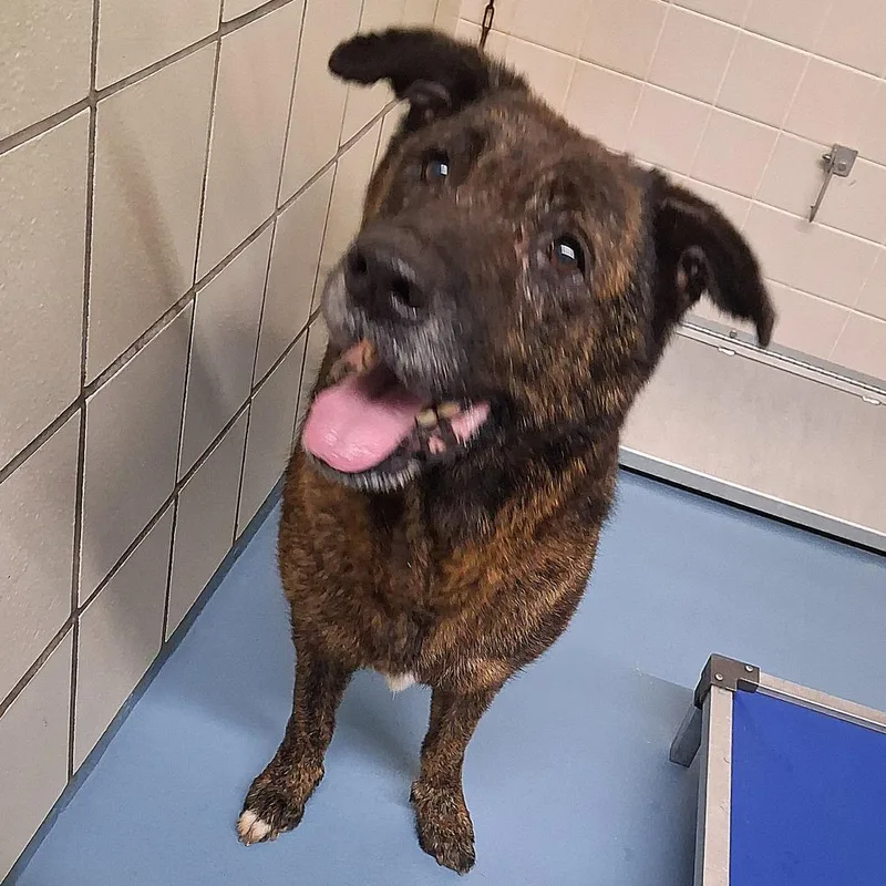 An adult medium-sized female Black German Shepherd Dog dog named Brin for adoption in Lufkin, TX
