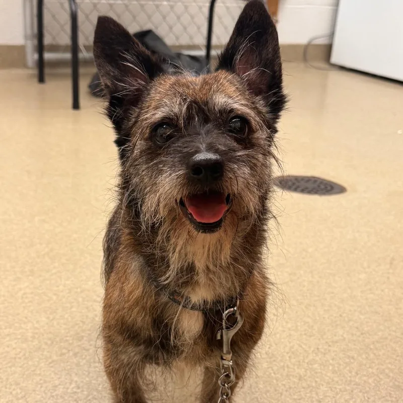 An adult small-sized male Brindle Terrier dog named Bubba for adoption in Birdsboro, PA