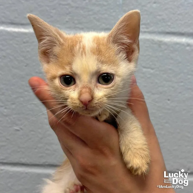 A baby medium-sized female Buff & White Domestic Short Hair cat named Coral for adoption in Washington, DC
