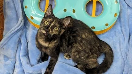 Polychrome thumbnail 2