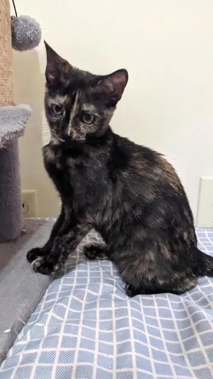 Polychrome thumbnail 3