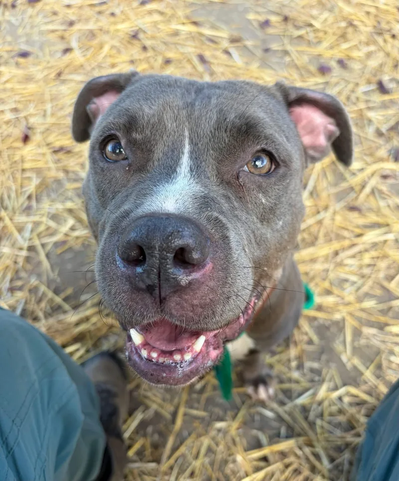 An adult medium-sized female Gray / Blue / Silver Pit Bull Terrier dog named Cynara for adoption in Chicago, IL