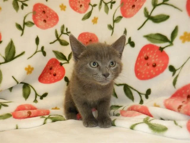 A baby small-sized female Domestic Short Hair cat named Merry for adoption in San Jose, CA