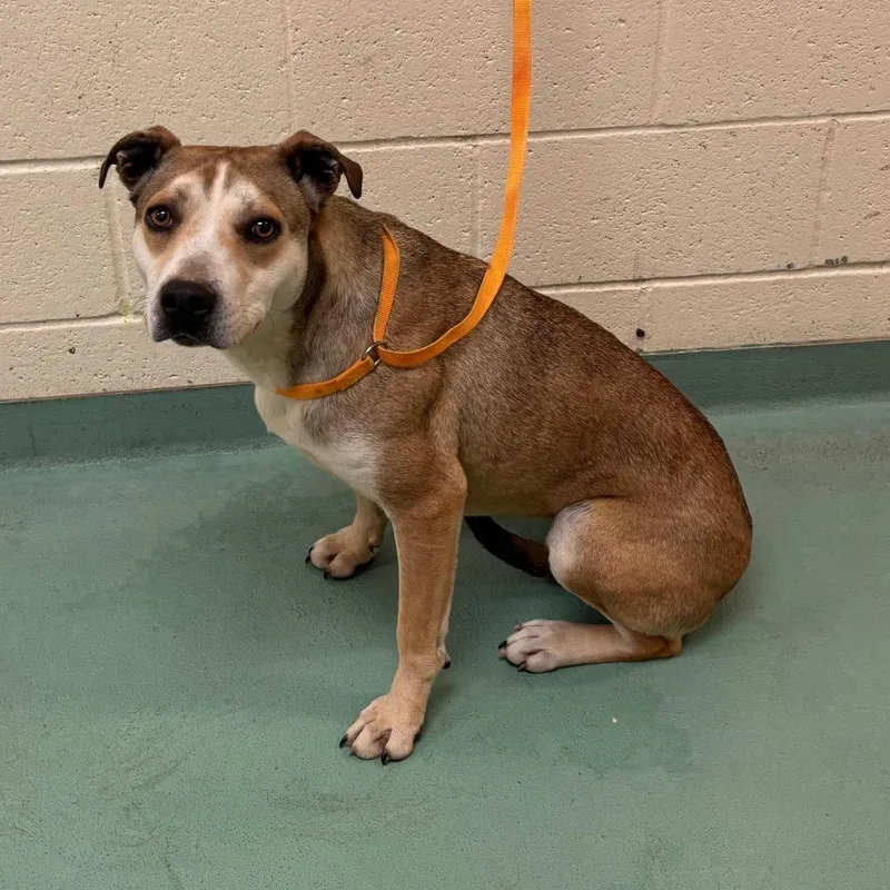 An adult medium-sized female Brown / Chocolate Mixed Breed dog named Alaska for adoption in Memphis, TN