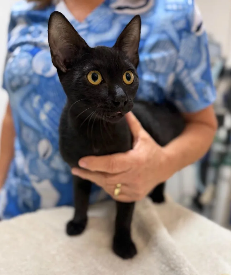 A baby medium-sized male Domestic Short Hair cat named Quincy for adoption in Vacaville, CA