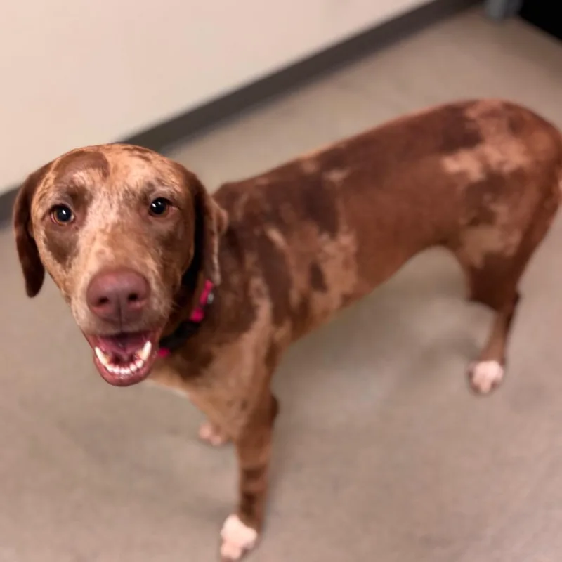 An adult medium-sized female Red / Chestnut / Orange Catahoula Leopard Dog dog named Chillie for adoption in Lynchburg, VA