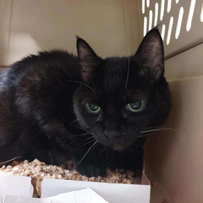 A senior large-sized female Domestic Short Hair cat named Luna for adoption in Allentown, PA