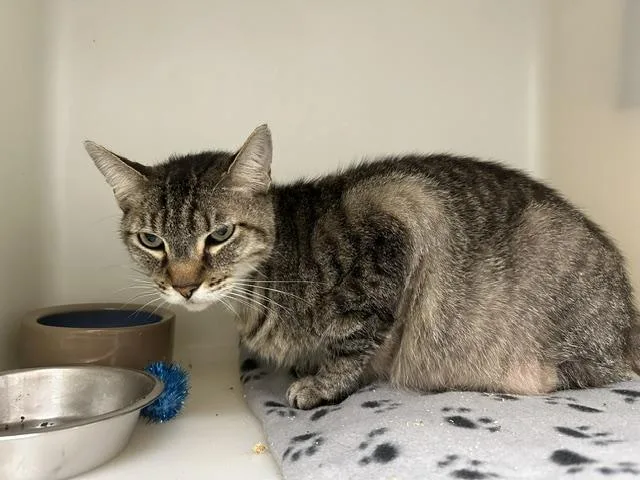 An adult extra large-sized male Domestic Short Hair cat named Ivan for adoption in McKinleyville, CA