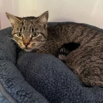 An adult medium-sized female Brown / Chocolate Domestic Short Hair cat named Dory for adoption in Fernandina Beach, FL